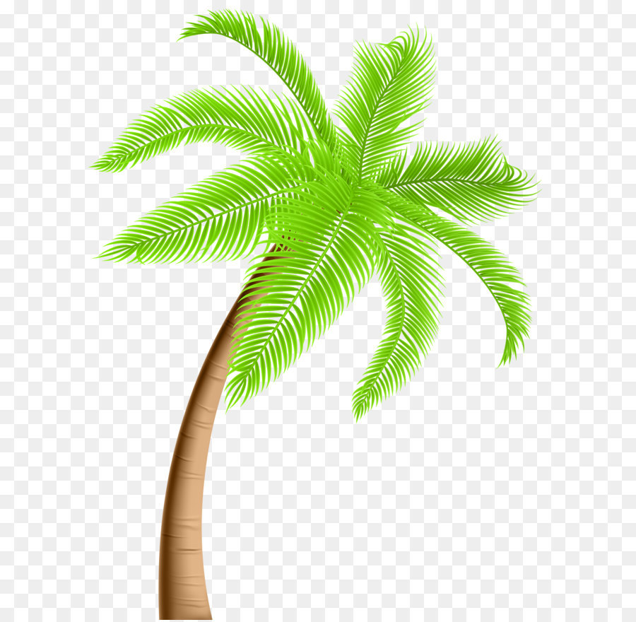 Tree Arecaceae Clip art - Palm Tree PNG Clip Art png download - 4446*6000 - Free Transparent Arecaceae png Download.