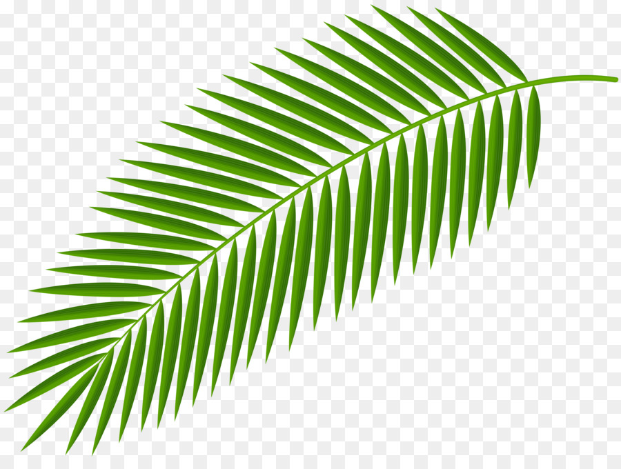 Palm branch Clip art Palm trees Palm-leaf manuscript Image - others png download - 8000*5919 - Free Transparent Palm Branch png Download.