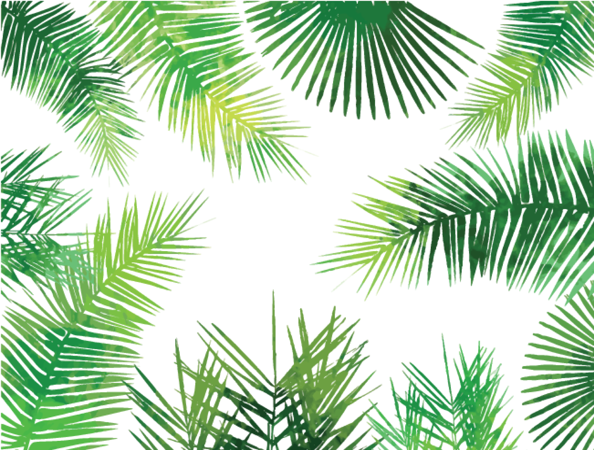 Asian Palmyra Palm Arecaceae Palm Leaf Manuscript Tree Palm Leaves Png Download 2000 1516