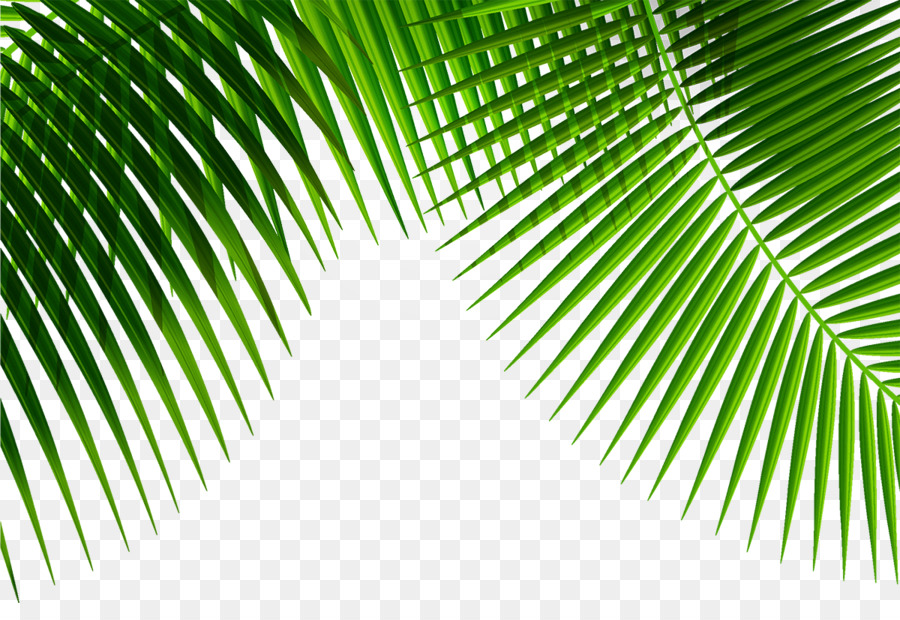 Leaf Plant - Palm leaf png download - 1200*804 - Free Transparent Leaf png Download.