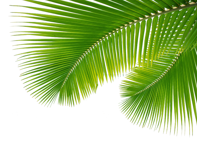 Arecaceae Leaf Palm Branch Palm Leaf Leaves Png Png Download 687
