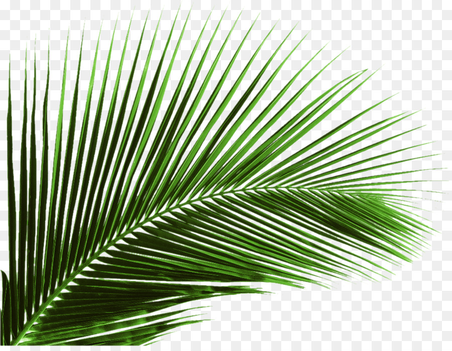 Arecaceae Leaf Palm branch Tree - Green banana leaf leaves png download - 1280*981 - Free Transparent Arecaceae png Download.