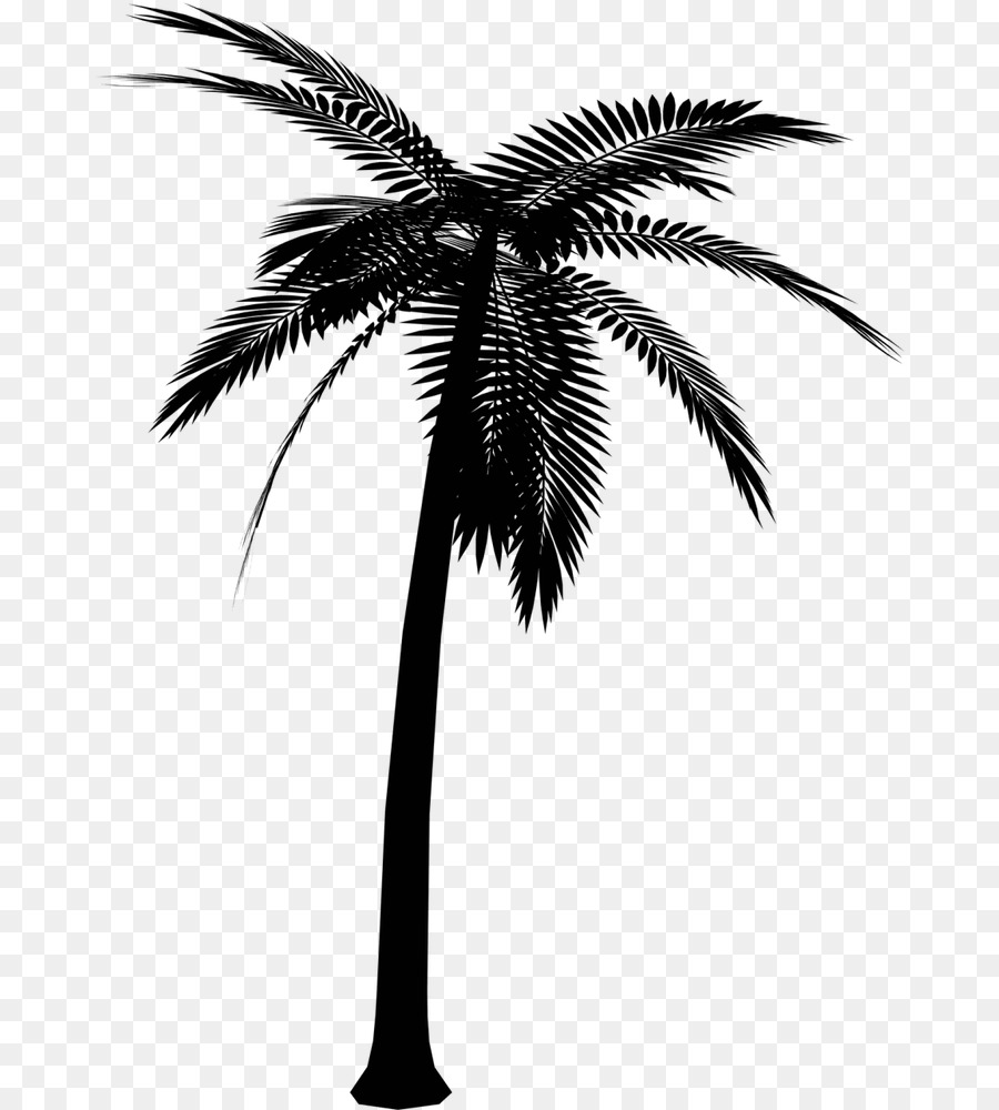 Asian palmyra palm Silhouette Vector graphics Portable Network Graphics Image -  png download - 731*1000 - Free Transparent Asian Palmyra Palm png Download.