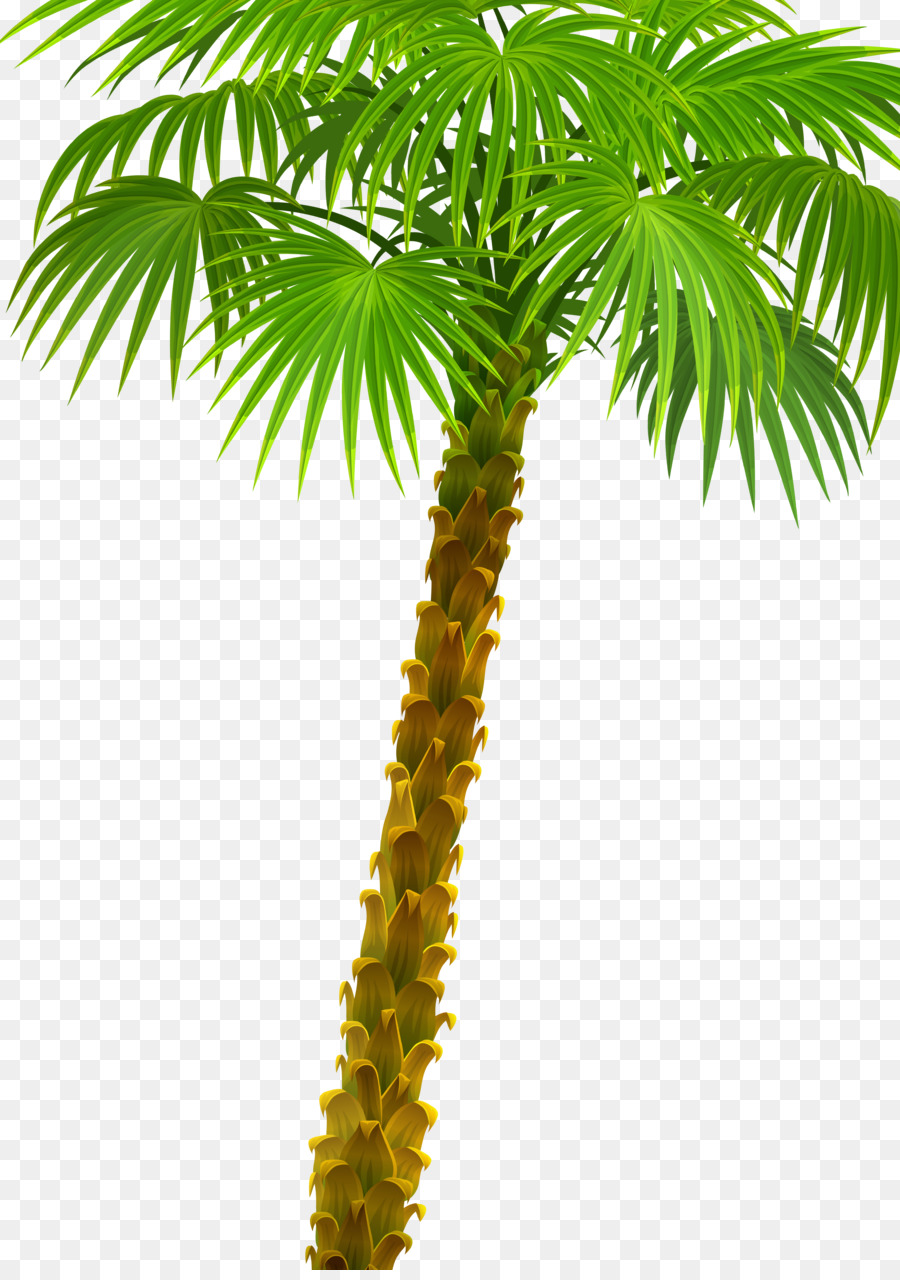 Arecaceae Plant Asian palmyra palm Attalea speciosa Oil palms - palm tree png download - 4947*6979 - Free Transparent Arecaceae png Download.