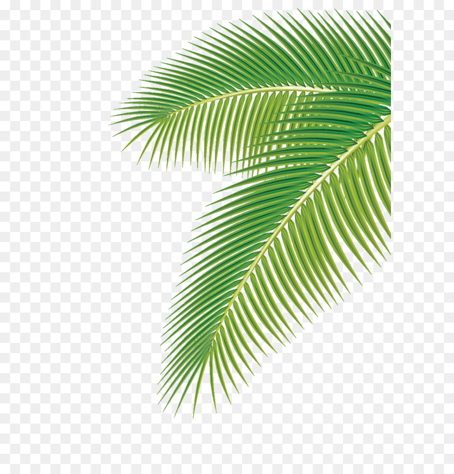 Arecaceae Leaf Euclidean vector Clip art - Palm leaf png download - 704*1000 - Free Transparent Arecaceae png Download.