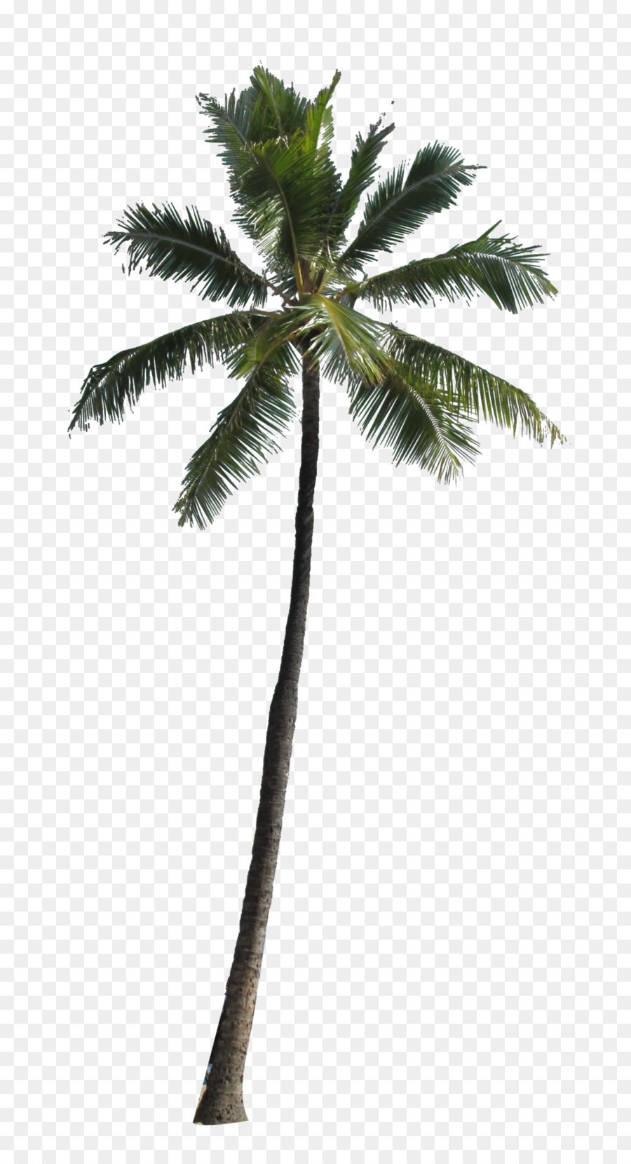 Arecaceae Tree Clip art - palm tree png download - 1024*1884 - Free Transparent Arecaceae png Download.
