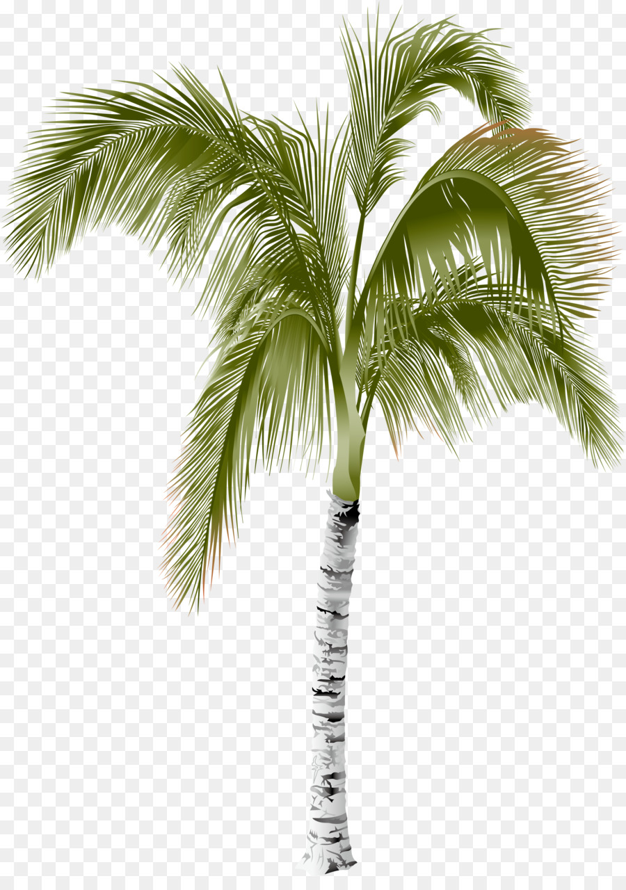 Arecaceae Areca palm Tree - ID png download - 2739*3840 - Free Transparent Arecaceae png Download.