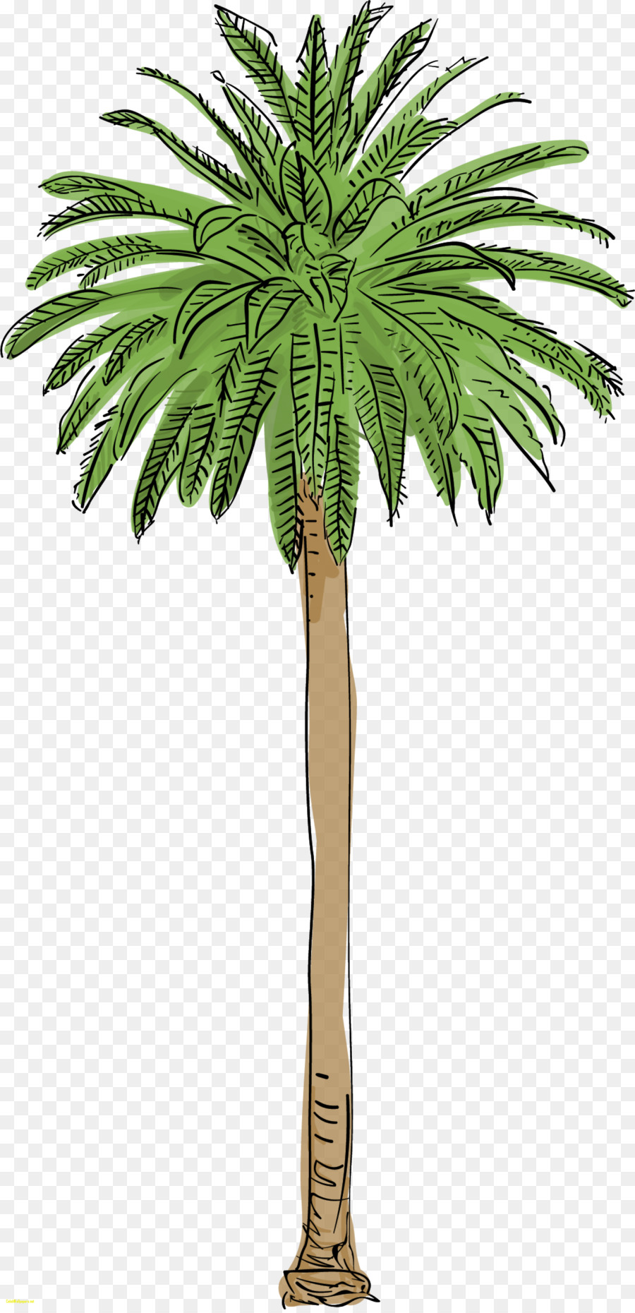 Arecaceae Tree Canary Island date palm Mexican fan palm - tree png download - 1600*3297 - Free Transparent Arecaceae png Download.