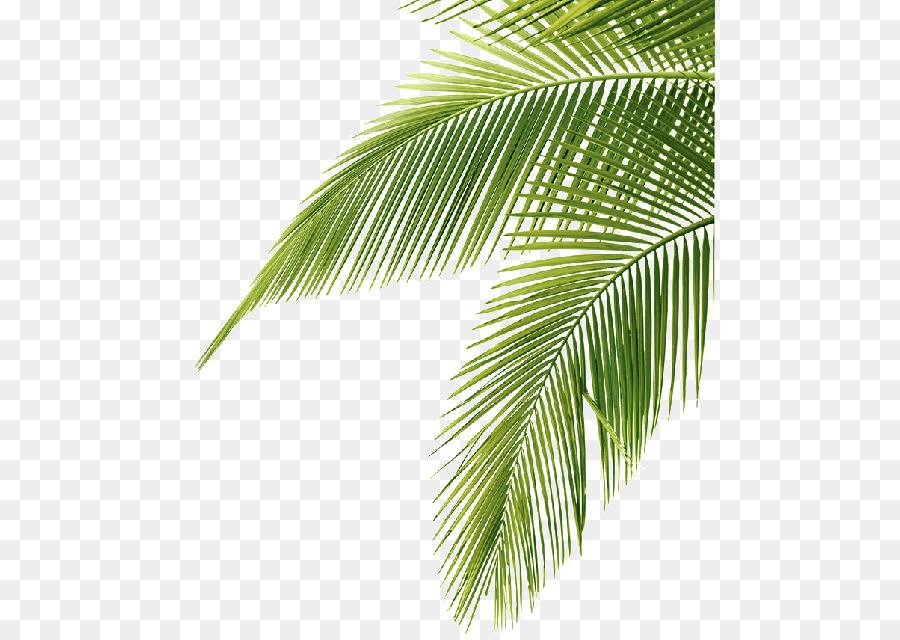 Palm trees Portable Network Graphics Clip art Image Sago palm - bayleaf transparency and translucency png download - 530*638 - Free Transparent Palm Trees png Download.