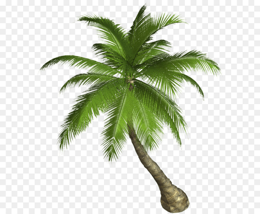 Arecaceae Clip art - Palm Tree Png png download - 1179*1337 - Free Transparent Arecaceae png Download.
