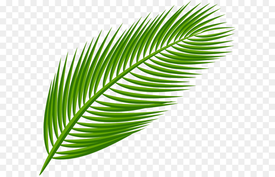 Arecaceae Leaf Clip art - Palm Leaf Transparent Clip Art Image png download - 8000*7115 - Free Transparent Sabal Minor png Download.