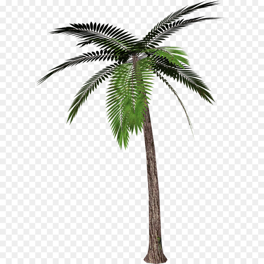 Palm trees Portable Network Graphics Transparency Clip art Mexican fan palm - palm png transparent png download - 1000*1000 - Free Transparent Palm Trees png Download.