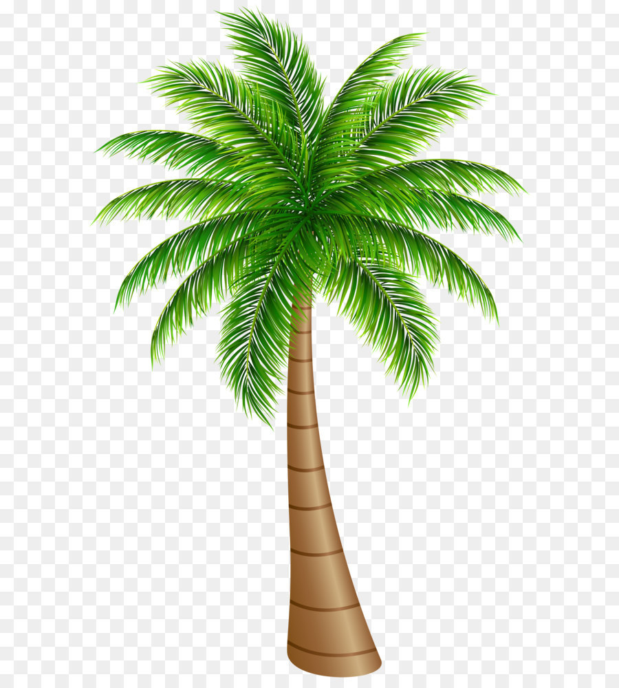 Arecaceae Coconut Clip art - Palm Tree Large PNG Clip Art Image png download - 4591*7000 - Free Transparent Arecaceae png Download.