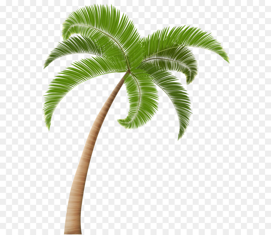 Palm trees Clip art - Palm PNG Clip Art Transparent Image png download - 4176*5000 - Free Transparent Coconut Water png Download.