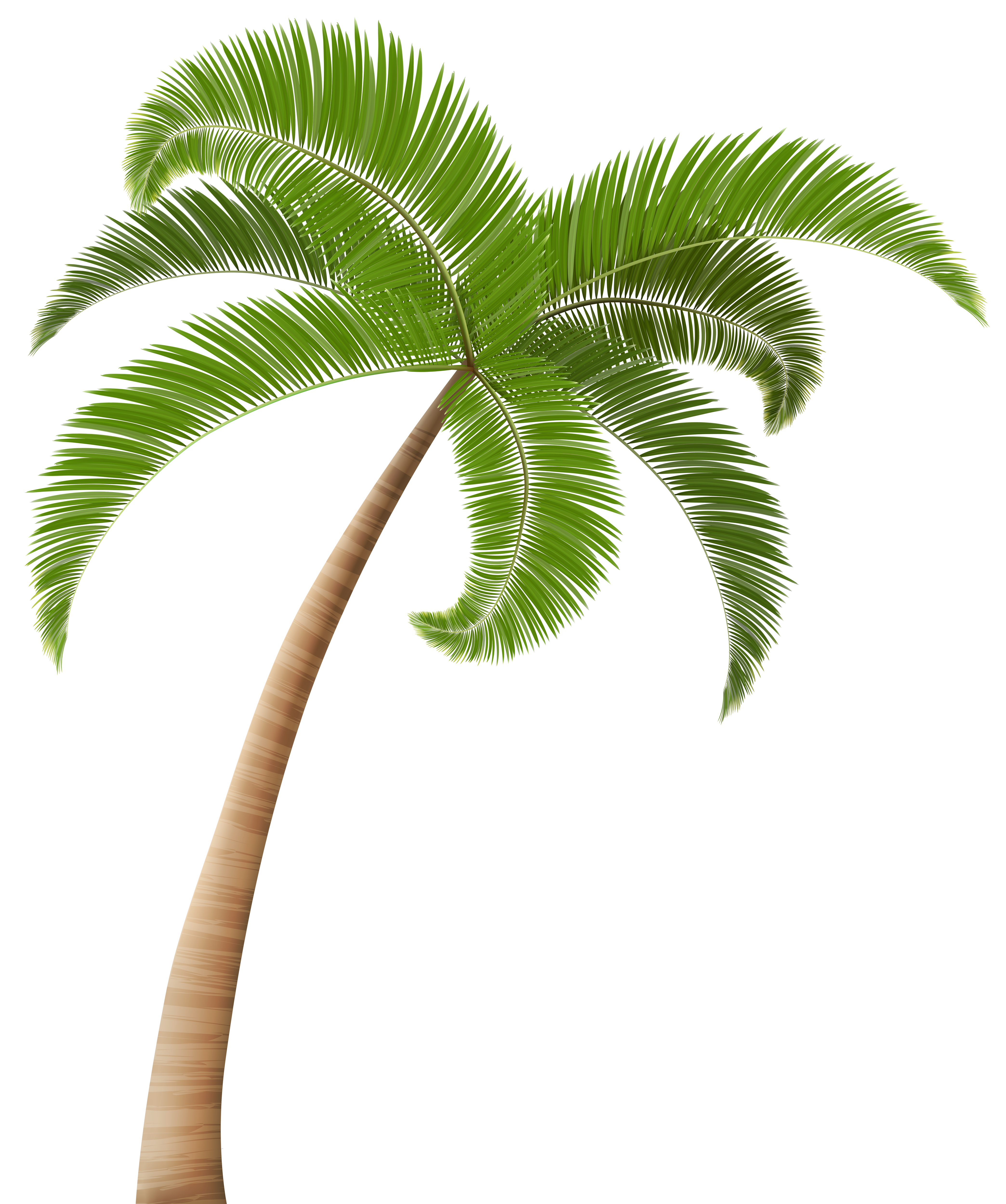Palm trees Clip art - Palm PNG Clip Art Transparent Image png download