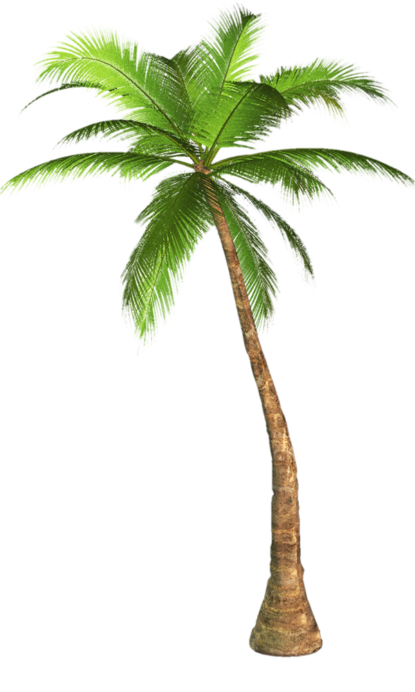 Arecaceae Tree Clip art - Palm Tree Transparent Background Image png