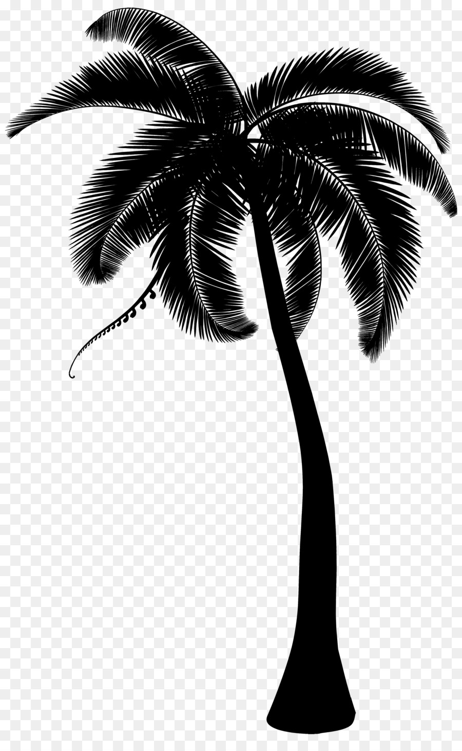 Palm trees Coconut Clip art Portable Network Graphics -  png download - 2497*4000 - Free Transparent Palm Trees png Download.