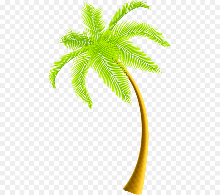 Clip art - coconut tree png download - 504*800 - Free Transparent  Encapsulated PostScript png Download.