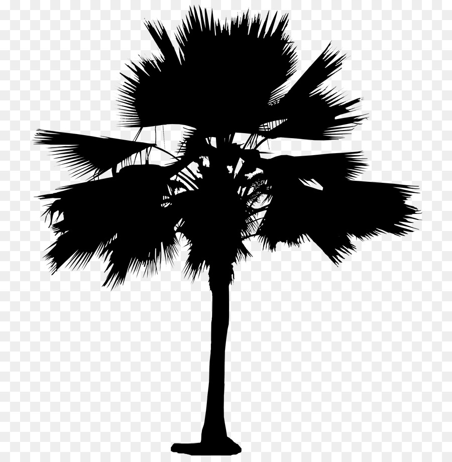 Asian palmyra palm Date palm Leaf Palm trees Silhouette -  png download - 792*918 - Free Transparent Asian Palmyra Palm png Download.