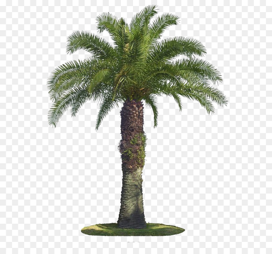Tree Arecaceae Coconut - Palm tree png download - 650*830 - Free Transparent Arecaceae png Download.