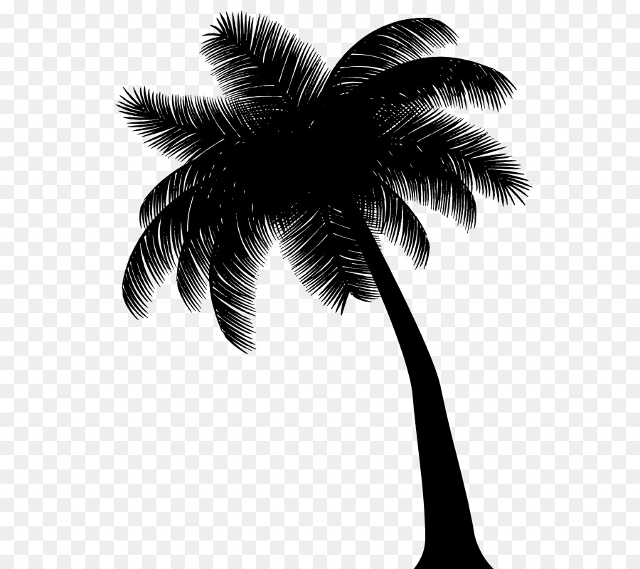 Asian palmyra palm Black & White - M Palm trees Silhouette Photograph -  png download - 613*800 - Free Transparent Asian Palmyra Palm png Download.