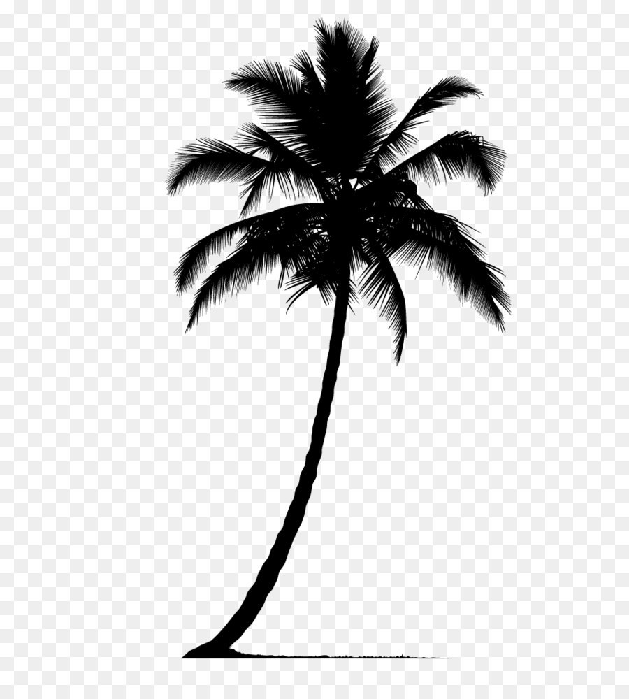 Arecaceae Silhouette Tree - Palm tree silhouette png download - 686*1054 - Free Transparent Arecaceae png Download.