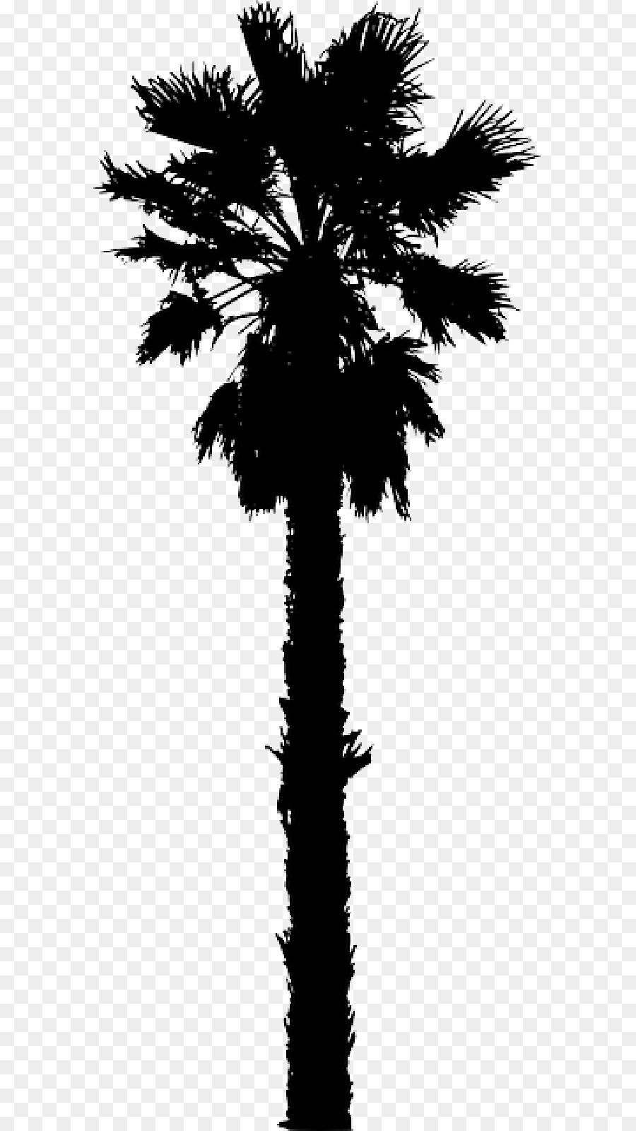 California palm Clip art Palm trees Portable Network Graphics Vector graphics -  png download - 800*1600 - Free Transparent California Palm png Download.
