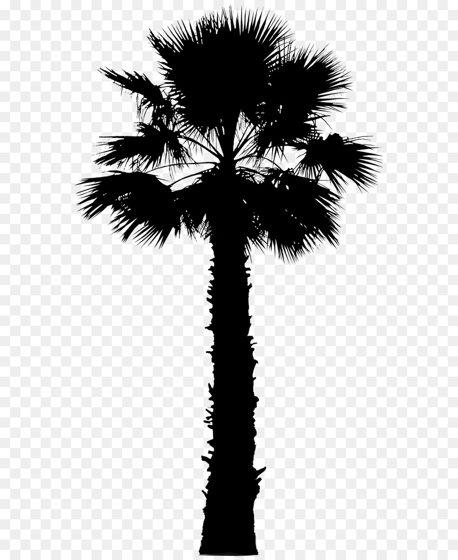 Asian palmyra palm Palm trees Vector graphics Image California palm -  png download - 605*1100 - Free Transparent Asian Palmyra Palm png Download.