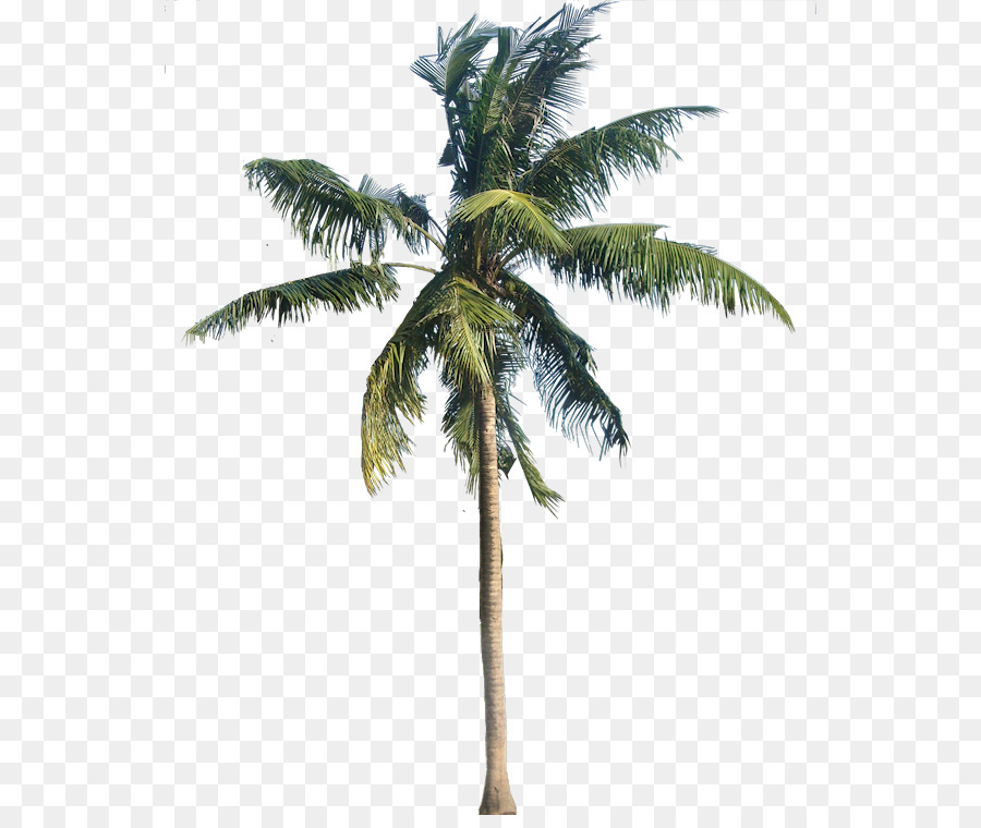 American sycamore Coconut Arecaceae - Coconut Tree Transparent PNG png download - 598*748 - Free Transparent American Sycamore png Download.