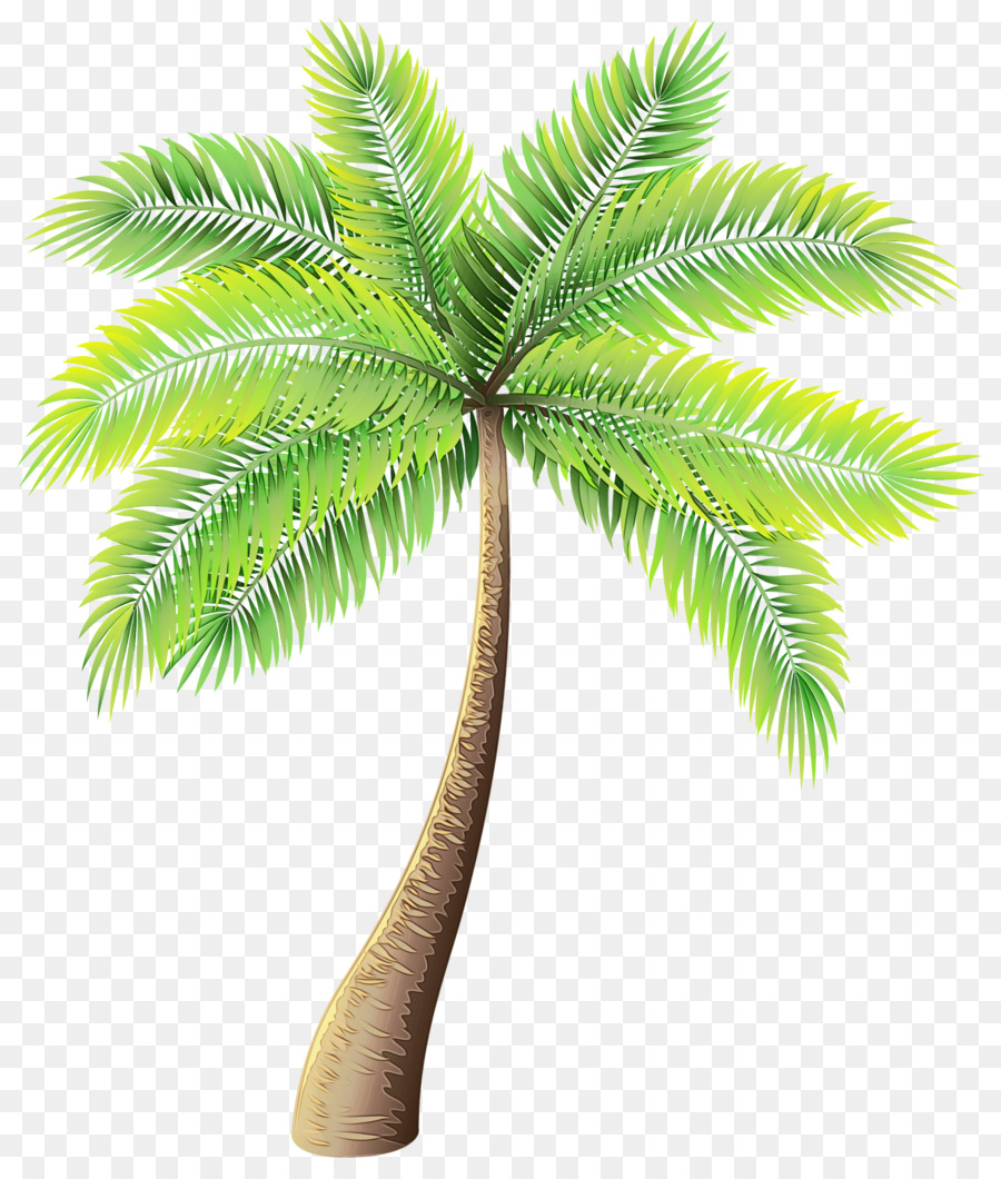 Clip art Palm trees Portable Network Graphics Image Vector graphics -  png download - 2567*3000 - Free Transparent Palm Trees png Download.