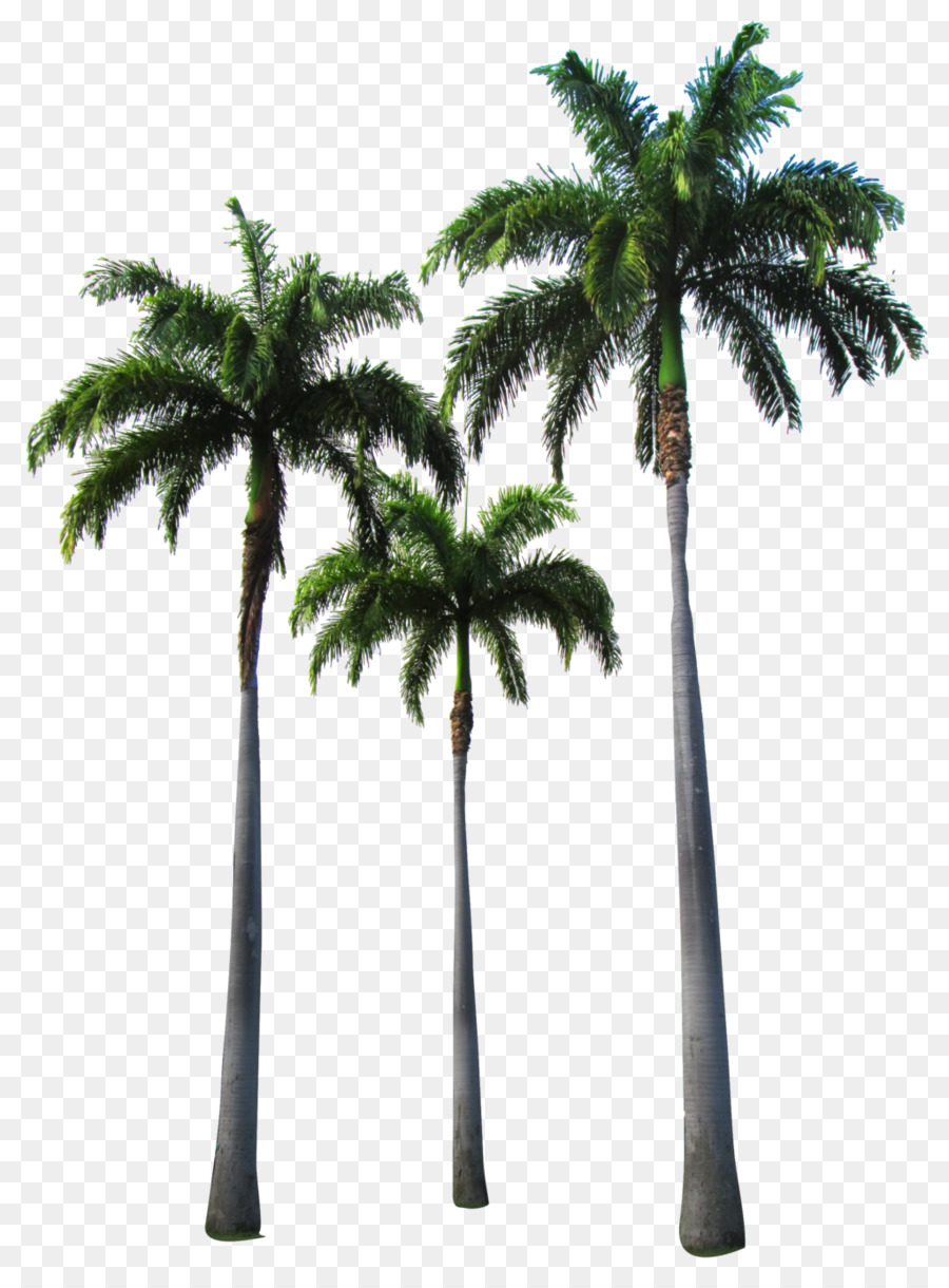 Arecaceae Tree Clip art - palm tree png download - 1024*1376 - Free Transparent Arecaceae png Download.