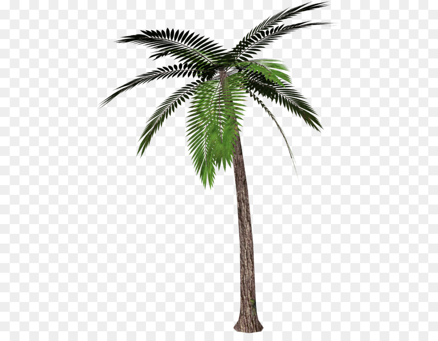 Portable Network Graphics Clip art Palm trees Transparency Mexican fan palm - tree png download - 500*684 - Free Transparent Palm Trees png Download.