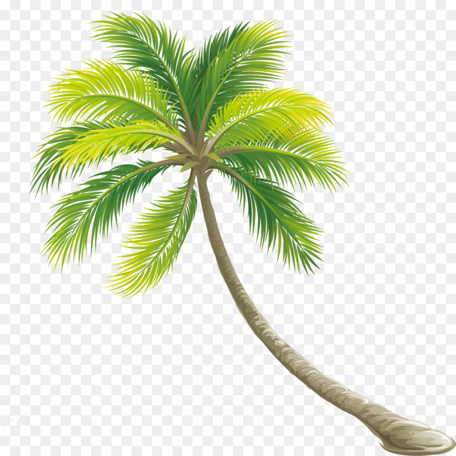 Tree Color Shrub - Palm tree png download - 1417*1417 - Free Transparent Arecaceae png Download.