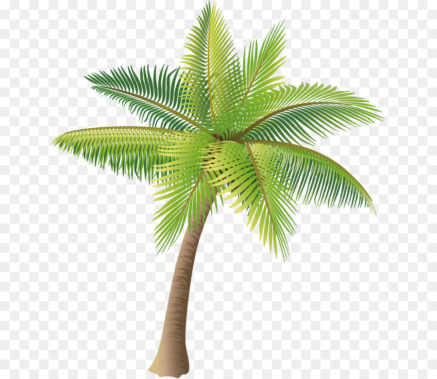 Coconut Icon - Coconut tree vector material png png download - 685*778 - Free Transparent Coconut png Download.