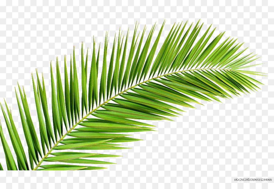 Palm trees Palm-leaf manuscript Palm branch Illustration - grass png download - 1024*683 - Free Transparent Palm Trees png Download.