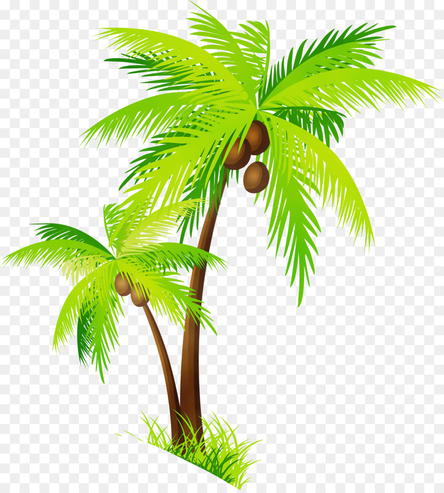 Clip art Coconut Portable Network Graphics Palm trees Transparency -  png download - 2717*3000 - Free Transparent Coconut png Download.