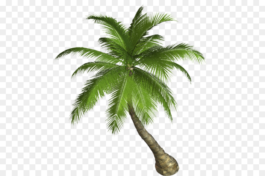 Palm trees Portable Network Graphics Clip art Transparency Desktop Wallpaper - malina weissman png beach png download - 600*600 - Free Transparent Palm Trees png Download.