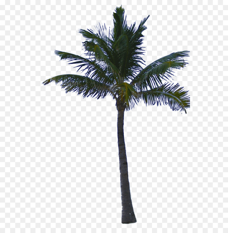 Arecaceae Tree Mexican fan palm Clip art - tree png download - 600*915 - Free Transparent Arecaceae png Download.