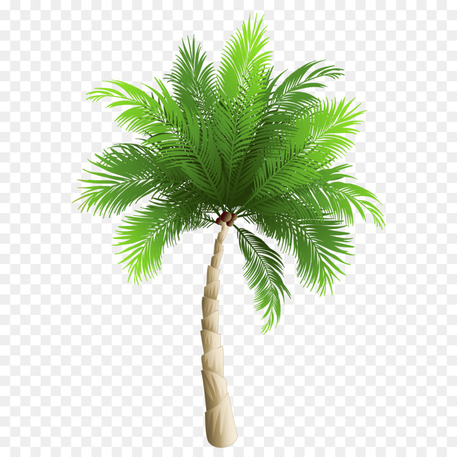 Palm trees Date palm Phoenix canariensis Coconut - Palm Tree PNG Clipart Image png download - 5256*7199 - Free Transparent Phoenix Canariensis png Download.
