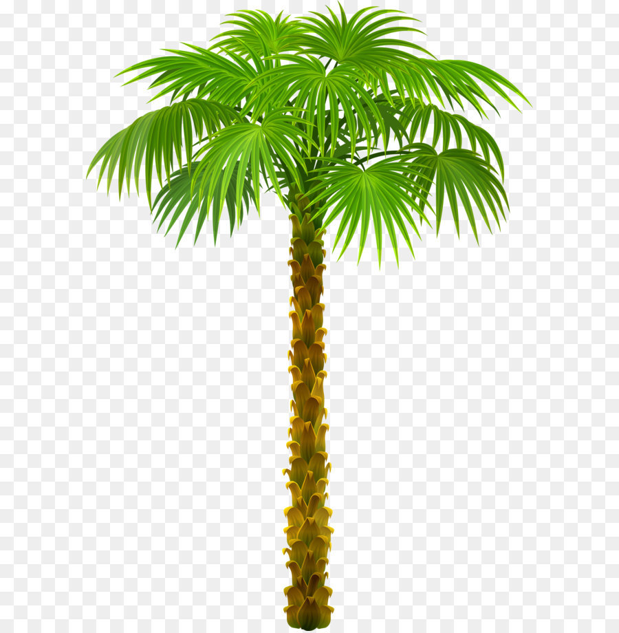 Palm trees Clip art - Palm Tree PNG Clipart Picture png download - 5989*8449 - Free Transparent Arecaceae png Download.