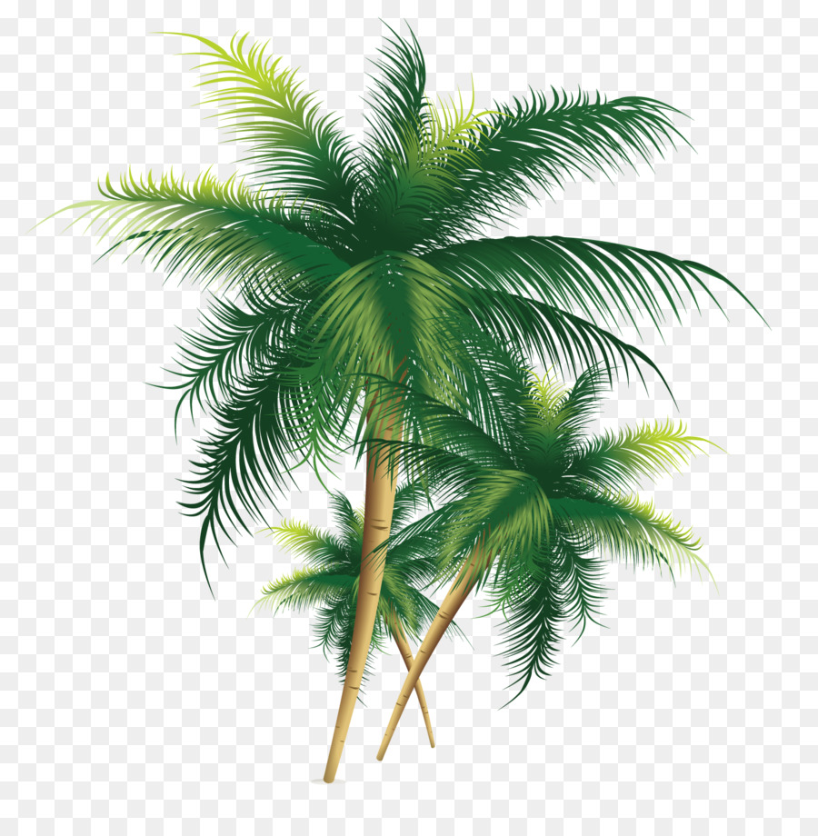 Coconut Tree - Exquisite coconut tree png download - 1500*1501 - Free Transparent Coconut png Download.