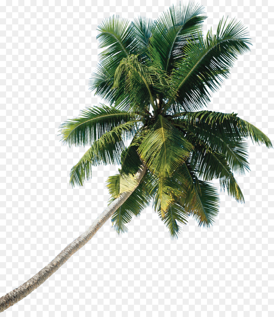 Free Palm Trees Png Transparent, Download Free Palm Trees Png