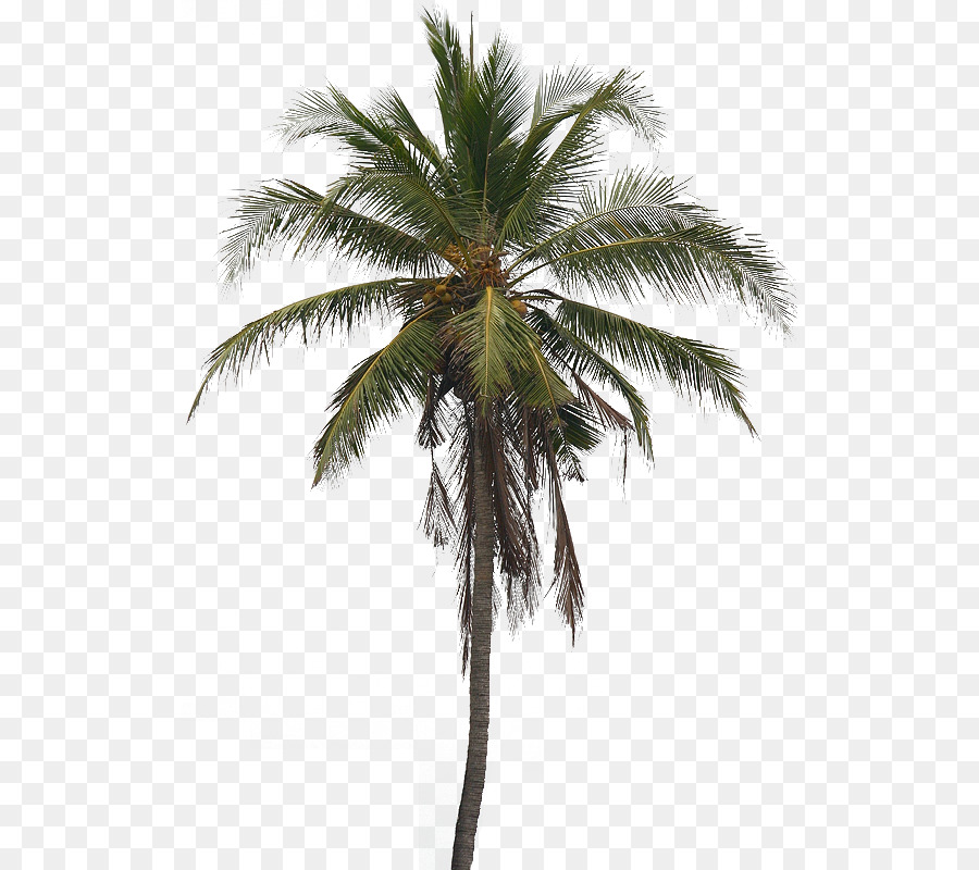 Coconut Tree Arecaceae Clip art - Coconut Tree PNG Pic png download - 566*800 - Free Transparent Coconut png Download.
