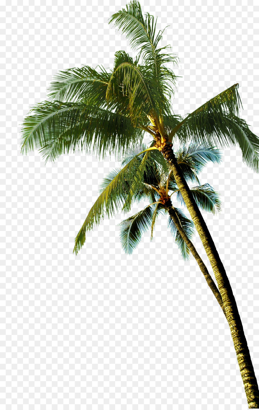 Coconut Asian palmyra palm Tree - coconut tree png download - 2036*3200 - Free Transparent Coconut png Download.
