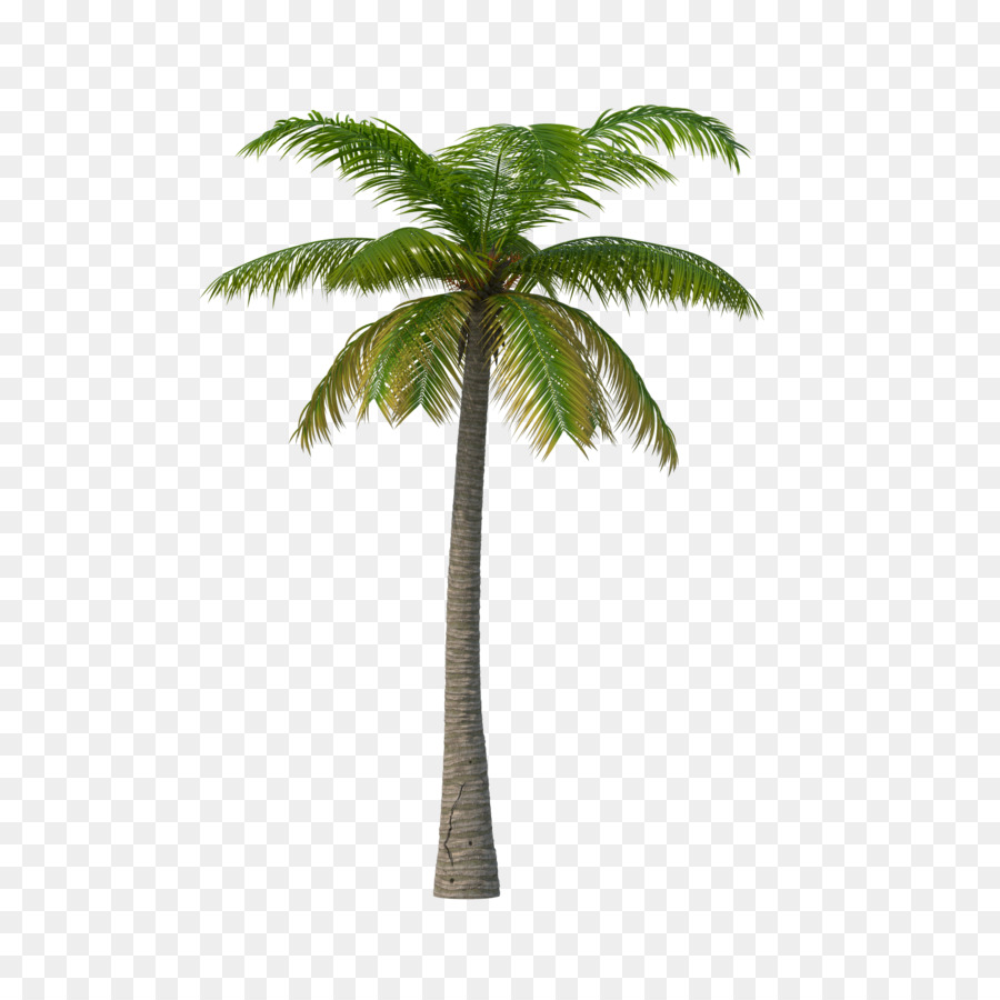 Palm trees Portable Network Graphics Clip art Image Areca palm - tree swirl png download - 2048*2048 - Free Transparent Palm Trees png Download.