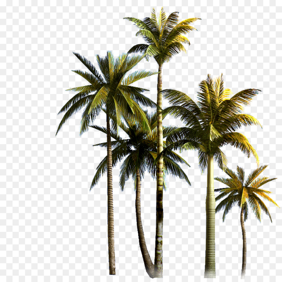 Coconut Tree Asian palmyra palm Euclidean vector - Coconut Grove png download - 900*900 - Free Transparent Coconut Grove png Download.
