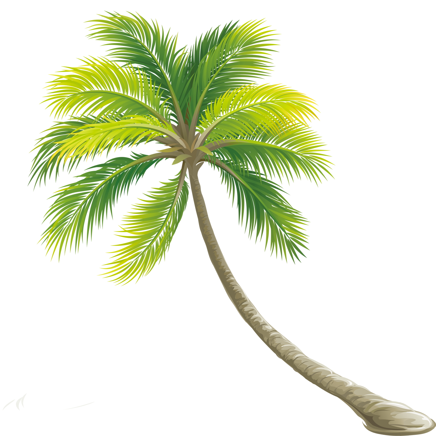 Tree Color Shrub Palm Tree Png Download Free