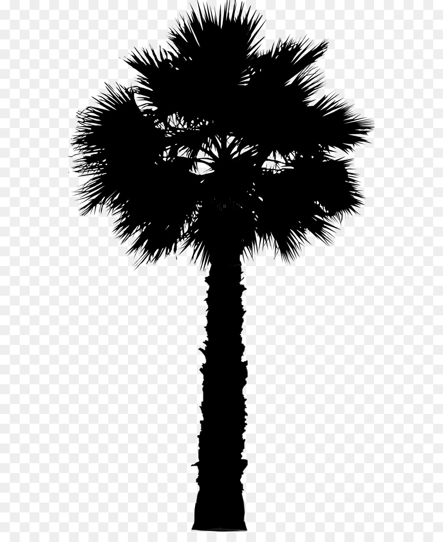 Asian palmyra palm Date palm Leaf Palm trees Silhouette -  png download - 622*1083 - Free Transparent Asian Palmyra Palm png Download.