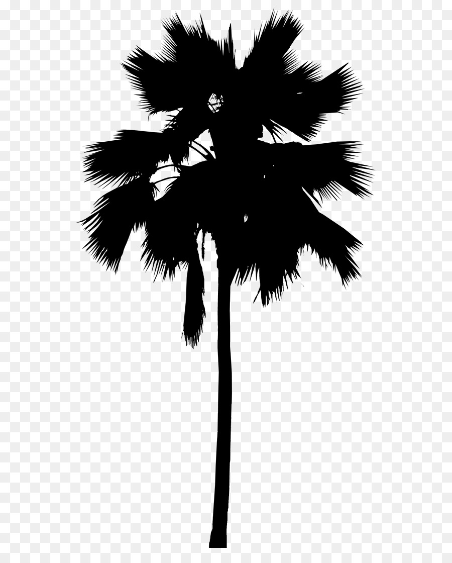 Asian palmyra palm Palm trees Leaf Line Silhouette -  png download - 604*1101 - Free Transparent Asian Palmyra Palm png Download.