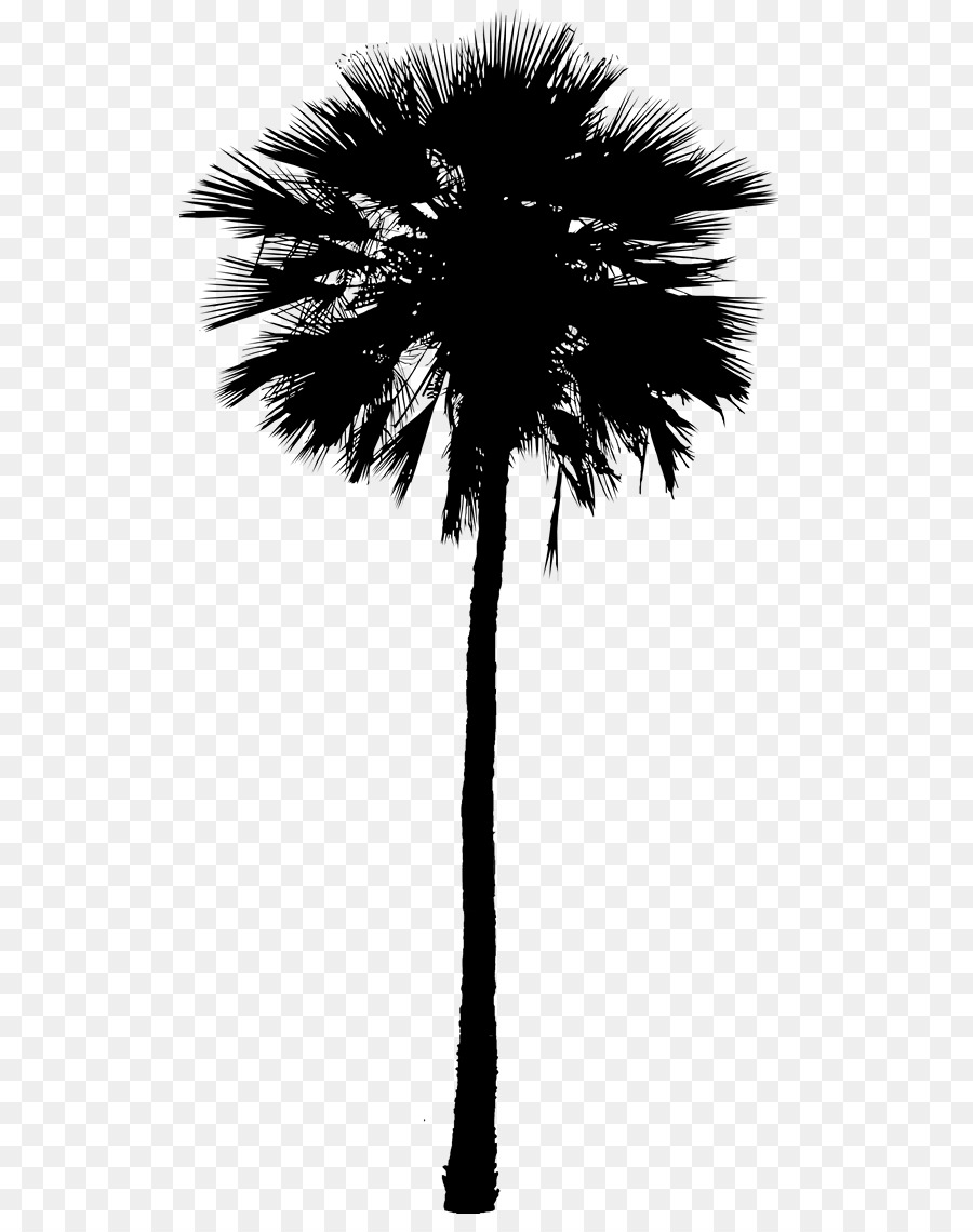 Asian palmyra palm Black & White - M Date palm Silhouette Plant stem -  png download - 577*1123 - Free Transparent Asian Palmyra Palm png Download.